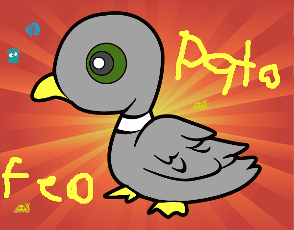 Pato de río