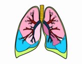 Pulmones y bronquios