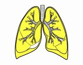 Pulmones y bronquios