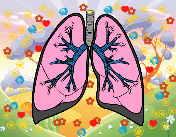 Pulmones y bronquios