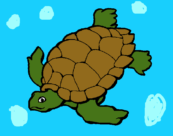 Tortuga