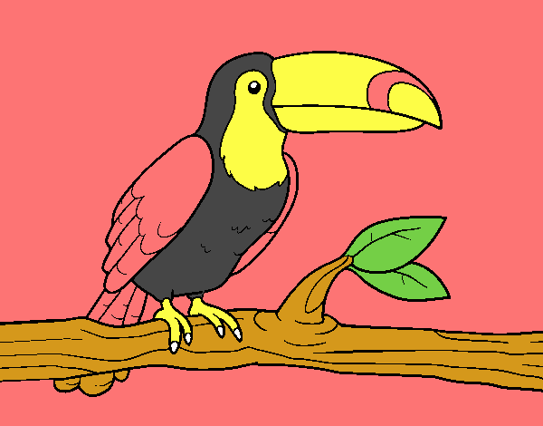 tucan