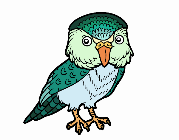 Kakapo