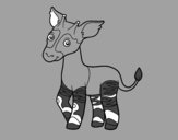 Okapi