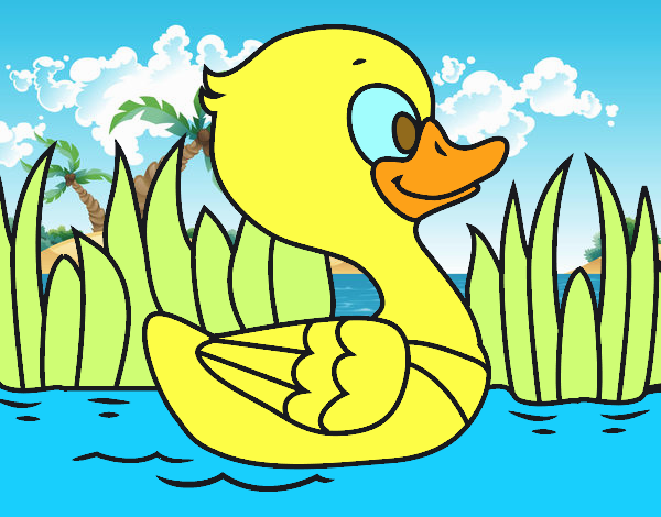 Patito de río