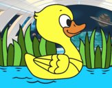 Patito de río