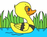 Patito de río