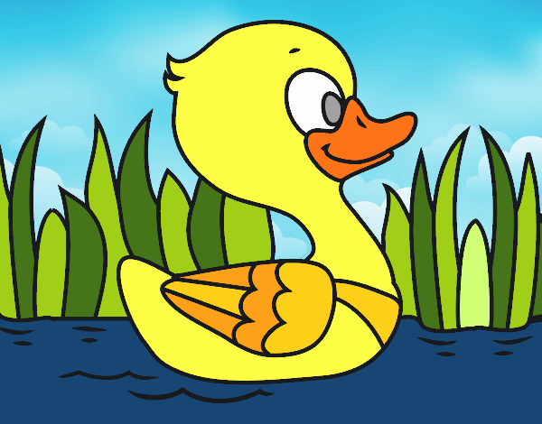 Patito de río