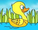 Patito de río