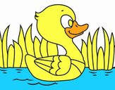 Patito de río