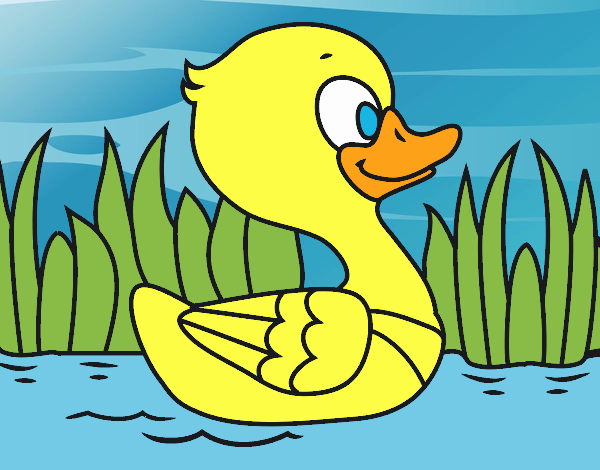 Patito de río