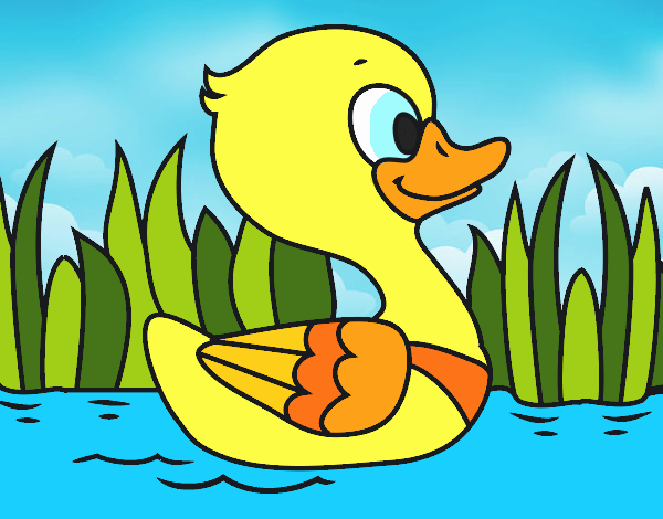 Patito de río