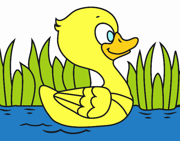 Patito de río