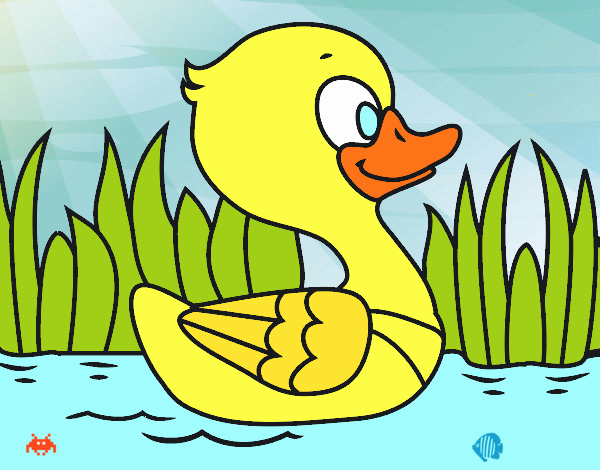 Patito de río