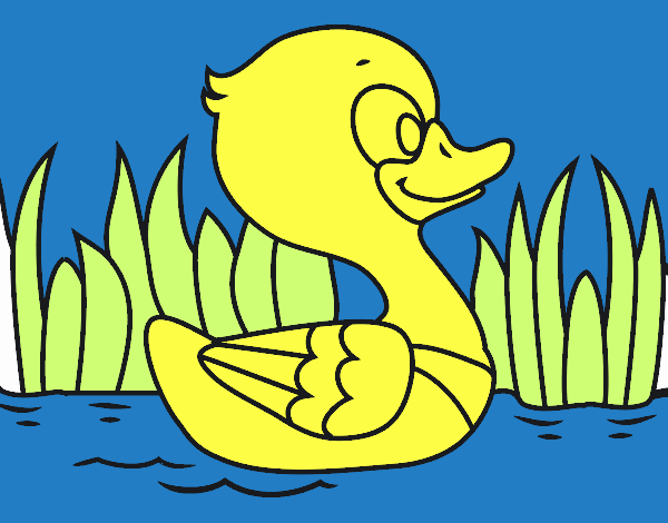 Patito de río