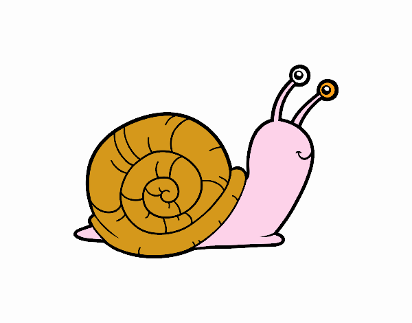 CARACOL ASTUTO