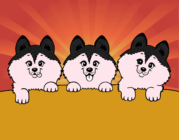 3 perritos