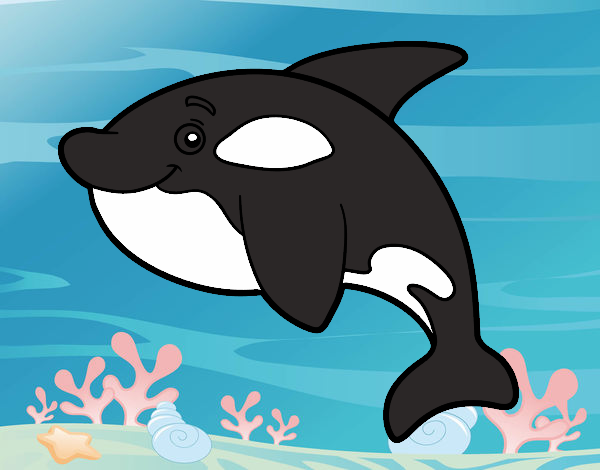 Orca joven