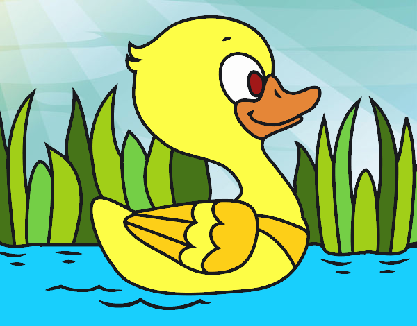 Patito de río