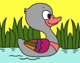 Patito de río