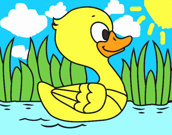 Patito de río