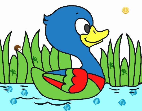 Patito de río