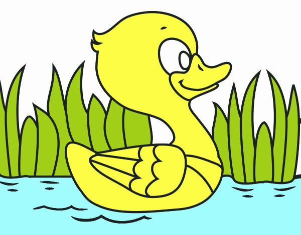 Patito de río