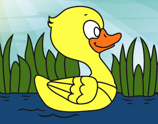 Patito de río