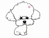 Cachorro de poodle