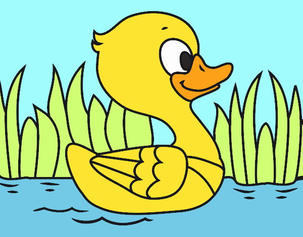 Patito de río