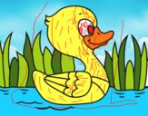 Patito de río