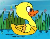 Patito de río