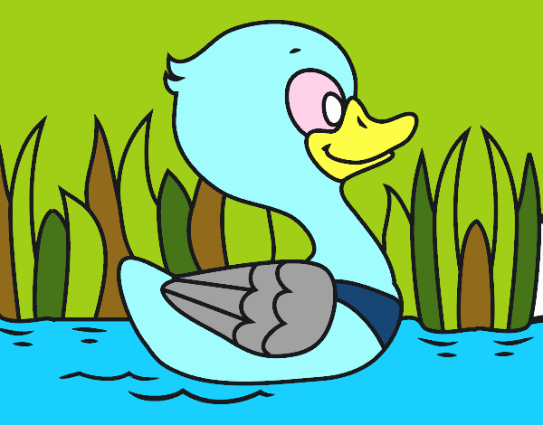 Patito de río