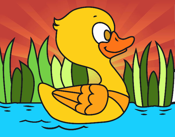 Patito de río