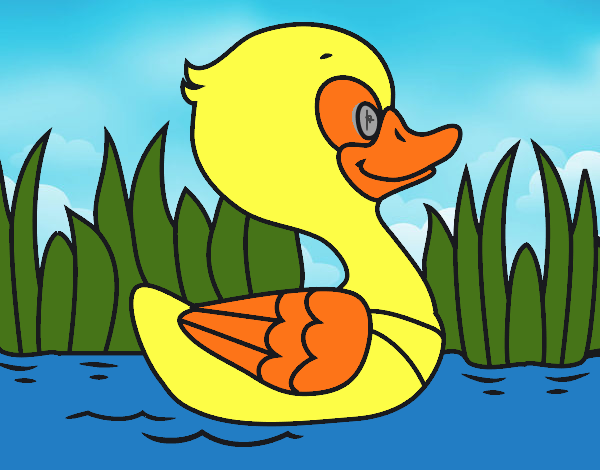 Patito de río