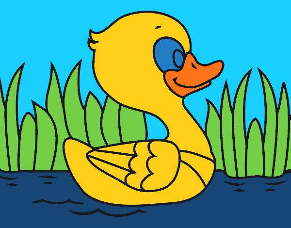 Patito de río