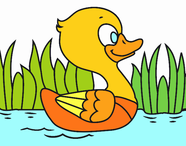 Patito de río