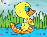 Patito de río