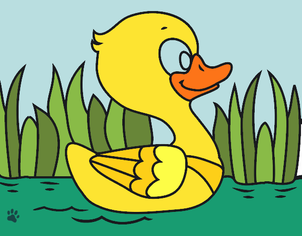 Patito de río