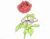 Una rosa