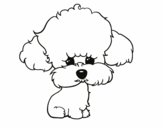 Cachorro de poodle