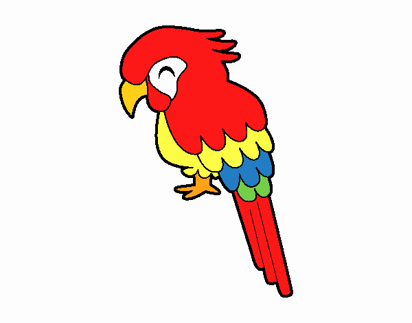 Guacamayo