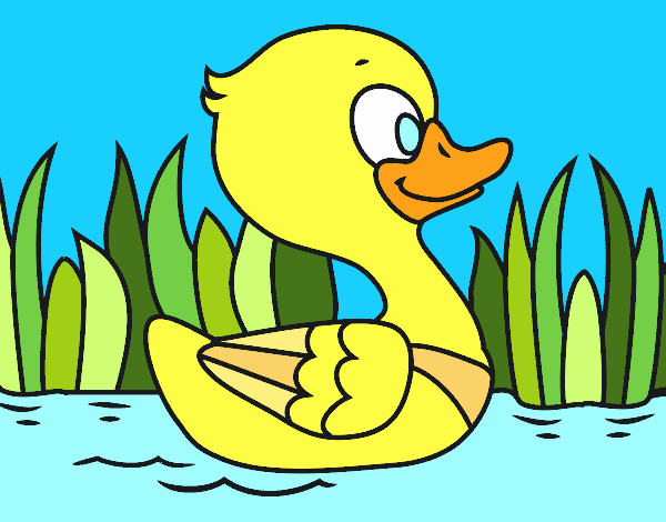 Patito de río