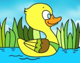 Patito de río