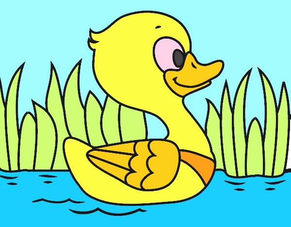 Patito de río