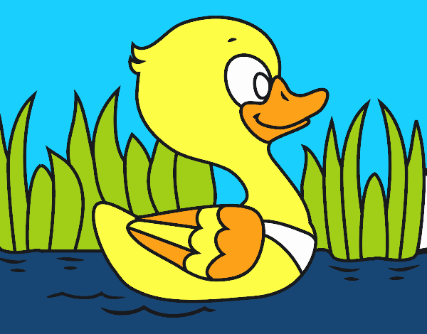 Patito de río