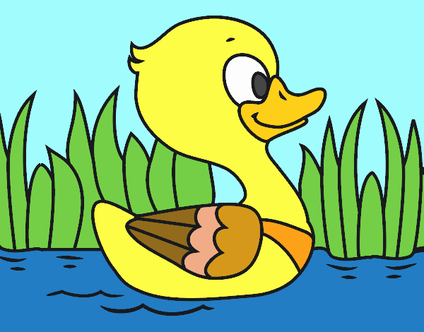 Patito de río