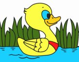 Patito de río