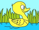 Patito de río