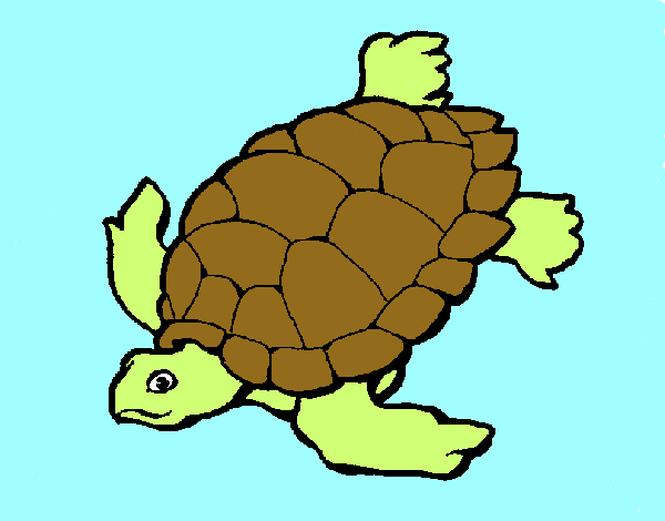 Tortuga